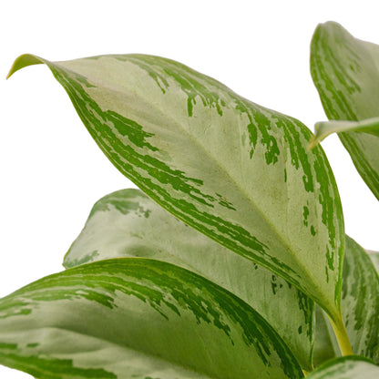 5 Pack Chinese Evergreen 'Silver Bay' in 6in Pot - Live Plants Tropical Houseplants | Variegated | USA Growers | The Snobby Leaf