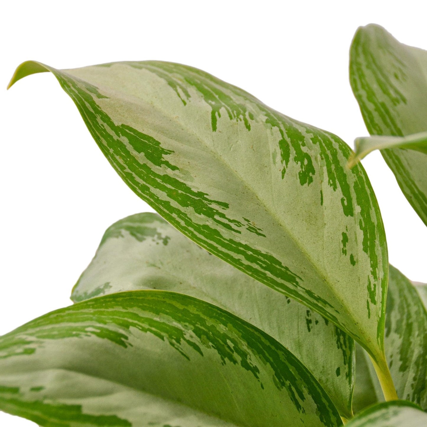 4 Pack Chinese Evergreen 'Silver Bay' in 6in Pot - Live Plants Tropical Houseplants | Variegated | USA Growers | The Snobby Leaf