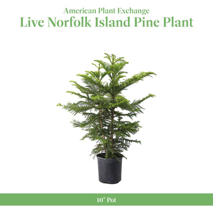American Plant Exchange Norfolk Island Pine Tree, 10-Inch Pot, Soft Touch, Evergreen Houseplant, Live Indoor & Outdoor Plant, Holiday Tree for Festive Home Decor