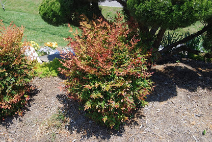 Nandina Gulf Stream Heavenly Bamboo | 10 Live Plants | Compact Colorful Ornamental Shrub