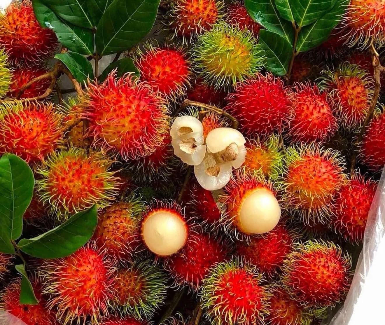 Grafted Rambutan (Nephelium lappaceum) Tropical Live Fruit Tree (2-3ft) rambutan injerto Plant