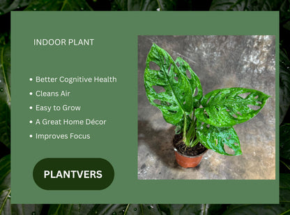 PLANTVERS Monstera Adansonii in a 4" Grow Pot – Monstera Swiss Cheese – Live Indoor Plant – Popular Houseplant – Low Maintenance Indoor Plant – Monstera Plant for Office & Home Décor