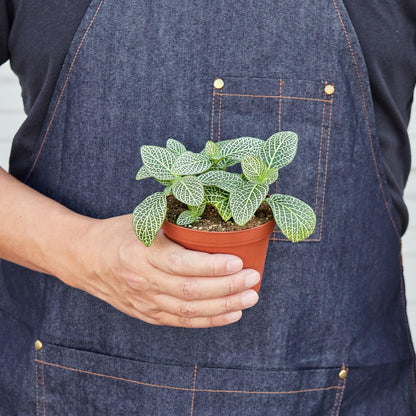 Fittonia 'White Nerve Plant' | Live Plant for Indoor & Outdoor | for Living Room, Office, Bathroom | (4" Pot)