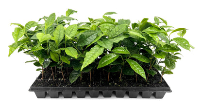 Camellia Sinensis Tea Plant | 10 Live Plants | Hedge Bush, Black, White & Green Tea Leaves, Indoor Outdoor Gardening, Aromatic Evergreen, Full Sun Shrub, Home Brewing