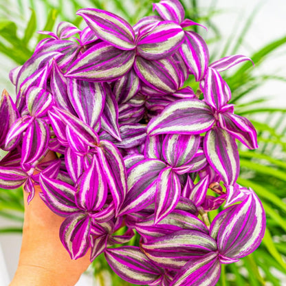 02 Pots Tradescantia Wandering Jew Plants Live Houseplants in 2" Pot, Starter Plants, Mix Purple and Pink Color