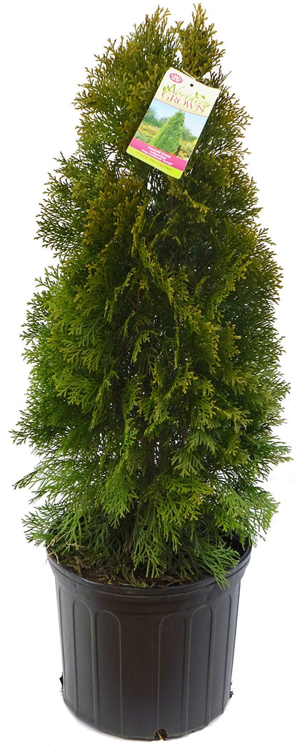Live Plant Green Promise Farms, Thuja occidentalis 'Smargd' Emerald Green Arborvitae #3 Size Container, Evergreen