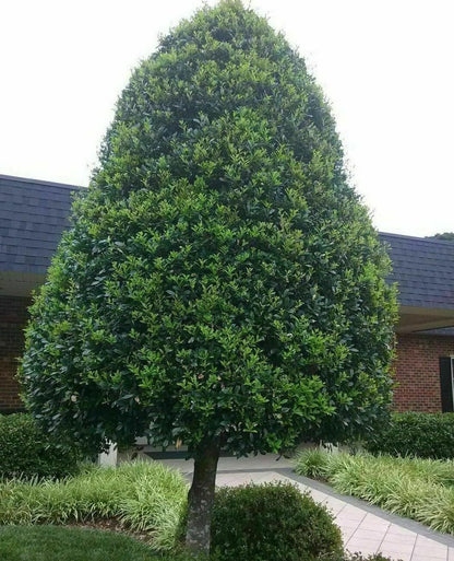 Live Plant - 2 Foster Holly Trees/Shrubs - Live Plants - 6-12" Tall Seedlings - Quart Pots