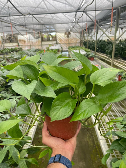 Pothos 'Green Queen' | Live Plant for Indoor & Outdoor | for Living Room, Office, Bathroom | (6" Pot)