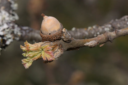 Oregon White Oak | Medium Tree Seedling | The Jonsteen Company