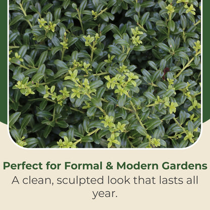 2.25 Gal. Holly Soft Touch Shrub - Glossy Evergreen Shrubs w/Interesting Silver Midvein - Hardy, Low Maintenance Outdoor Shrubs - Fresh Holly Shrub for Hedges, Privacy Screens, Borders & More