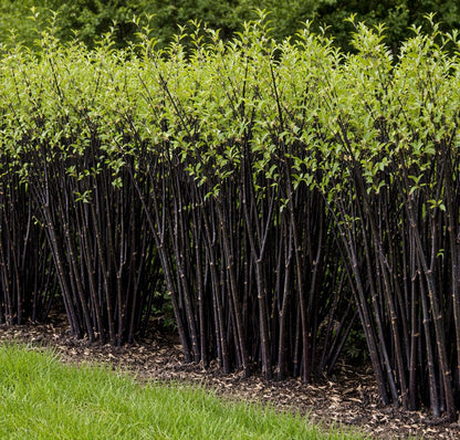 Blackskin Willow Bush Cuttings for Growing - Stunning Black Bark, Great for Privacy and Basket Weaving, Vase Filler or Crafts (10 Count)