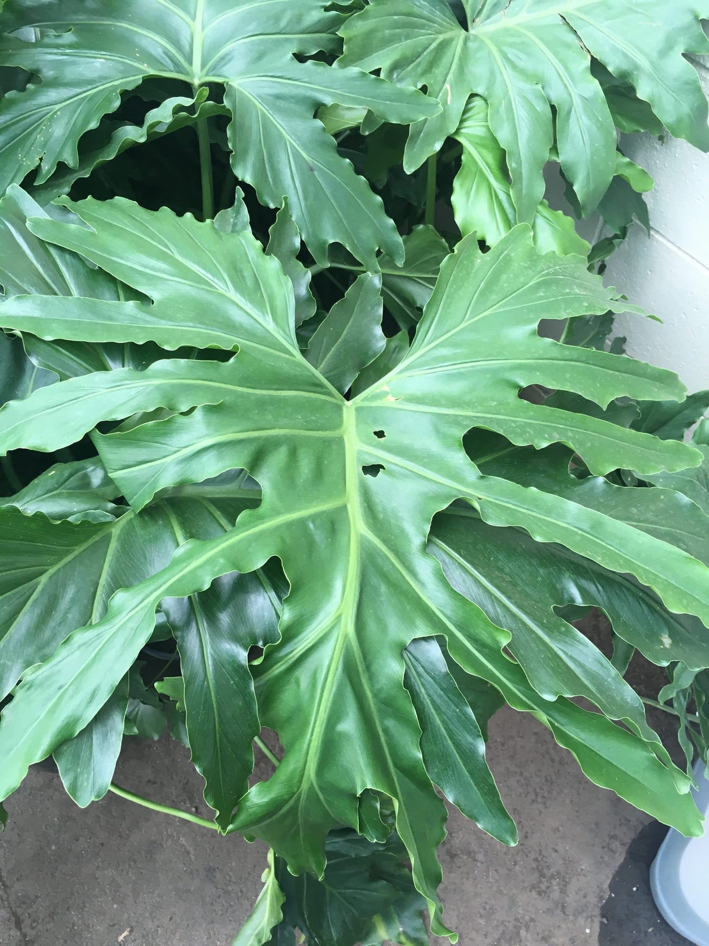 Philodendron Hope - Live Starter Plant - Thaumatophyllum Bipinnatifidum - Rare and Elegant Indoor Houseplant