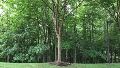 Drake Chinese Elm Tree | 10 Live Plants | Lacebark Elm | Ulmus Parvifolia | Semi-Evergreen Fall Colors Red Purple & Yellow