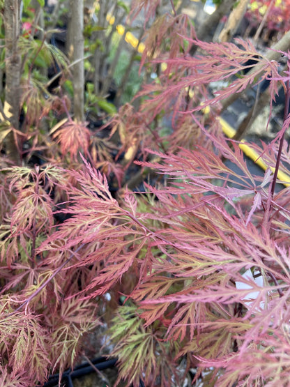 Scarlett Princess Japanese Maple Live Tree NOT Seeds - A New Red Variety - Acer palmatum 'Scarlet Princess' - 2 - Year Live Tree