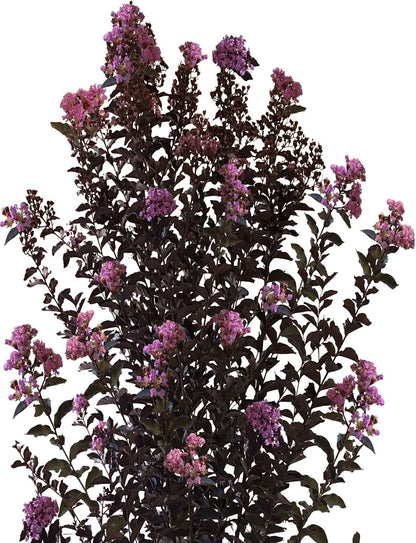 Live Plant - Lavender Skies Thunderstruck Crape Myrtle Starter Lagerstroemia Starter Plant
