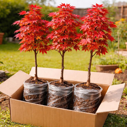 3 Pack Red Maple Trees (Acer rubrum) – Live Hardy Shade Trees, Vibrant Red Foliage, Fast Growing Landscape Trees for Yard & Garden - Ships Dormant, No Leaves