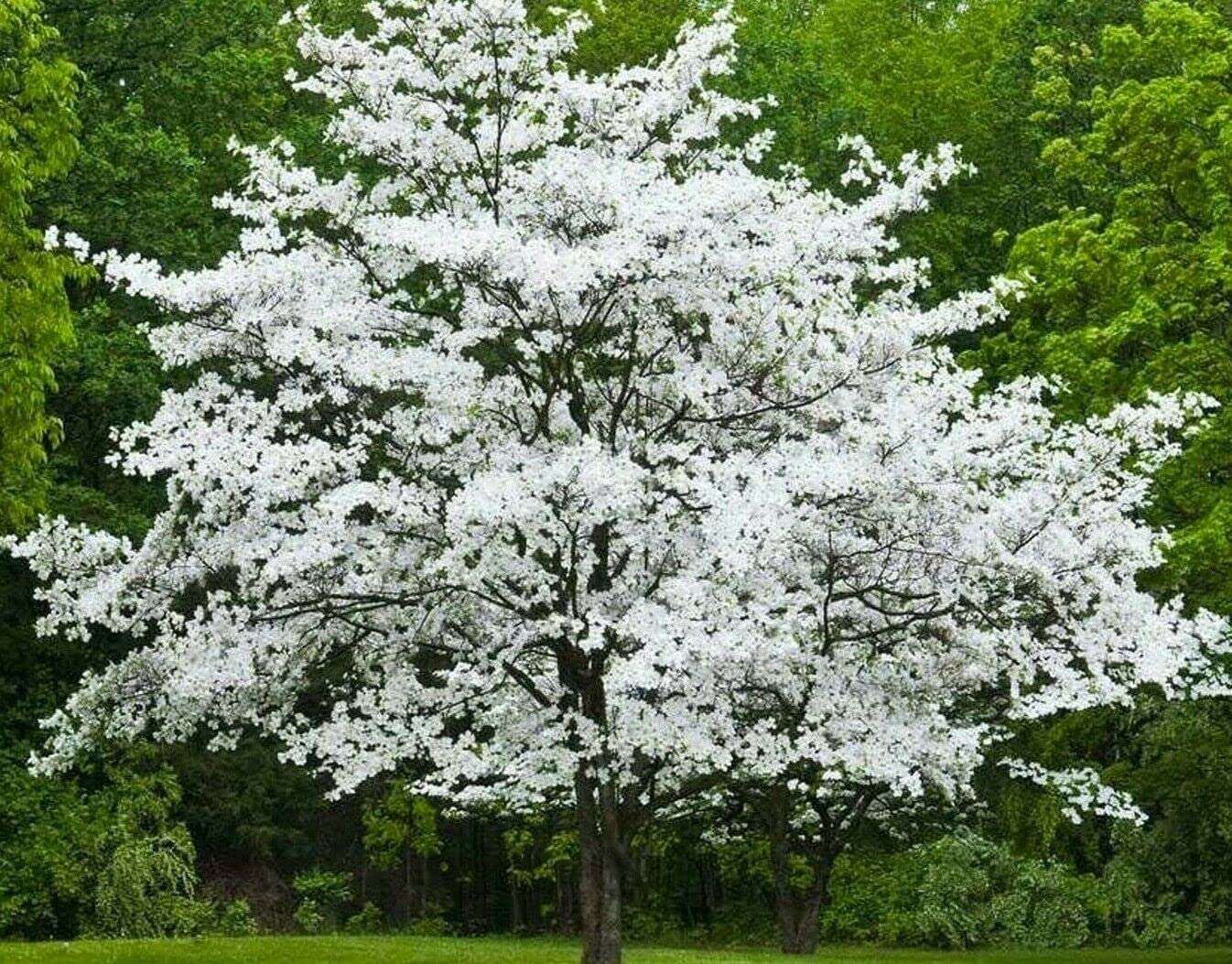 2 White Flowering Dogwood Trees - 24-36" Tall (2-3 Ft) Live Plants - Cornus Florida