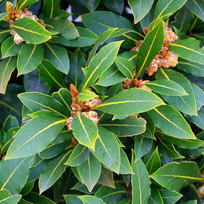 Sweet Bay Laurel Plant Live, Laurus Nobilis Bay Leaf Tree, 5-9" Tall, Fragrant Herb