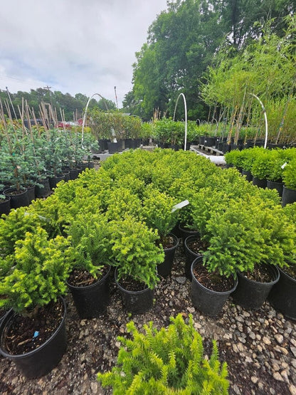 Live Plant - Golden Promise Dwarf Cryptomeria - Live Plant - (2.5 Qt)