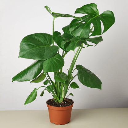 4 Pack Philodendron Monstera Split-Leaf in 4in Pot - Live Plants Tropical Houseplants | Variegated | USA Growers | The Snobby Leaf