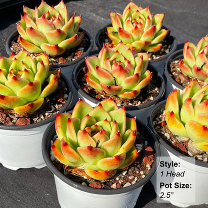 Echeveria Agavoides Blue Dragon Rare Live Succulent Plants, 1 Head Pot Size 2.5" Orange Live Plant, Excludes Pot & Soil, Garden Indoor Office Desk, Party Baby Shower Decor, Gift for Plant Enthusiasts