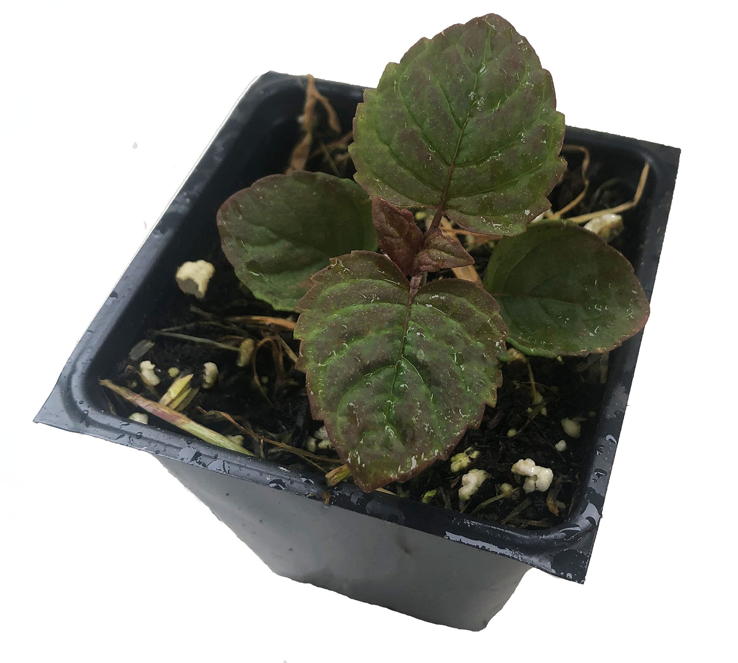 Smoke Camp Crafts Organic Native Bee Balm Live Plant (Monarda fistulosa) – Perennial Pollinator Plant in 2.5 Pot Purple Pink