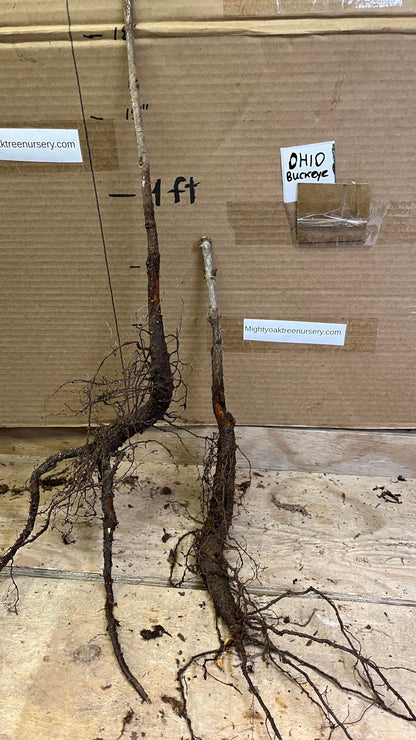 12-14" Tall Ohio Buckeye (Aesculus glabra), Bare Root 2 Year Old Plant