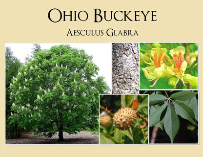 6-12” Tall Ohio Buckeye (Aesculus glabra) 1-2 Year Old Tree, Bare Root Plant