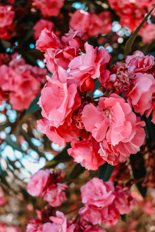 Pink Oleander Plants Pack of 3 - Live Nerium Oleander Plants for Sale 6-8" Tall, Evergreen Flowering Shrub, Container & Ground Friendly, Drought Tolerant, Year-Round Blooms