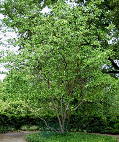 Live Plant - 2 Sweetbay Magnolia Trees - Live Potted Plants - 10-18" Tall - Quart Pots