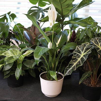 Altman Plants Peace Lily Plant Decor with 6 Inch White Plant Pot, Easy to Grow House Plant, Desk Plant & Office Plant, Easy Plant Gift, Air Purifying Plants Grow in Indoor Plant Potting Soil Mix