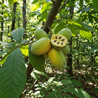 1 Year Old Pawpaw Tree Plant Live, Sweet Custard-Like Paw Paw Plant, 6-12'' Tall, Ready to Grow Outdoor Garden