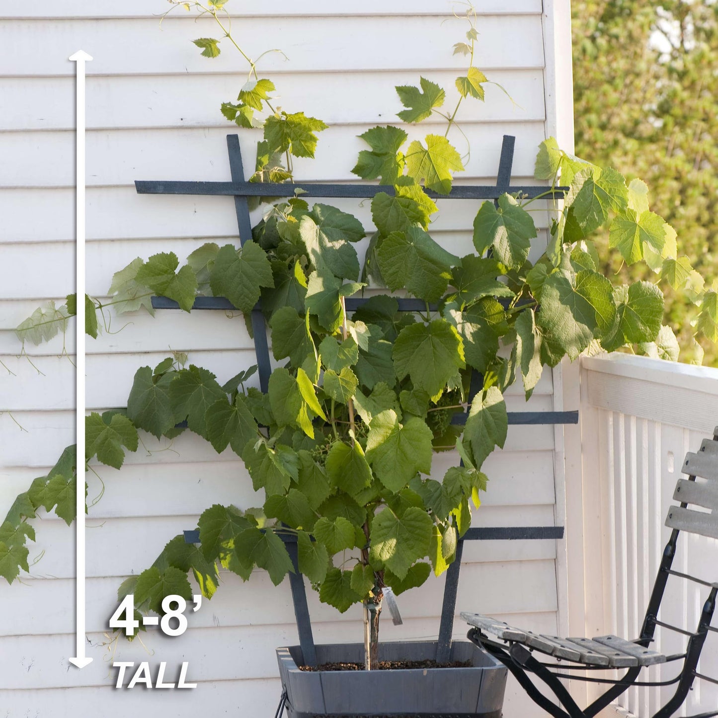 Garden State Bulb Himrod Seedless Grape Bare Root for Planting, Non-GMO, Spring Planting (Bag of 1)