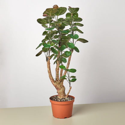 Aralia Fabian Stump 'Polyscias Scutellaria' | Live Plant for Indoor & Outdoor | for Living Room, Office, Bathroom | (6" Pot)