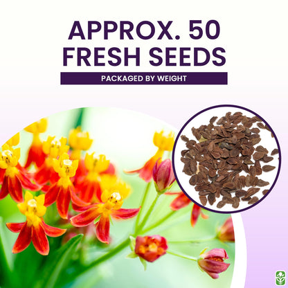 Blood Flower Milkweed Seeds for Planting - 50 Fresh Seeds - Butterfly Milkweed Seeds for Monarch Butterflies - Tropical Flower Seeds to Plant Outside - Grown in The USA