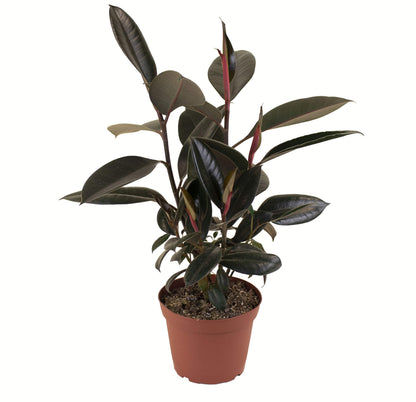 Shop Succulents | Standing Collection | Hand Selected, Air Purifying Live Burgundy Rubber Ficus Elastica Tree Indoor House Plant