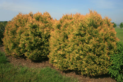 Fire Chief Arborvitae Evergreen Shrub, Gold Spring Foliage, 1 Gallon
