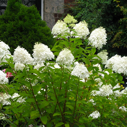 Pee Gee Hydrangea – Large Flowering Shrub with White Blooms, Hardy Live Plant for Garden & Landscape (1 Gallon/Single)