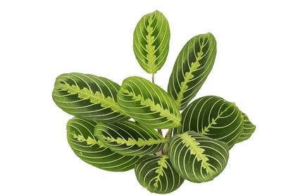 Thorsen's Greenhouse Prayer Plants Set of 2, Maranta leuconeura, Pet Safe, Low Light, Live Indoor Plants, 4" Diameter Plants, Classic Pots (White)