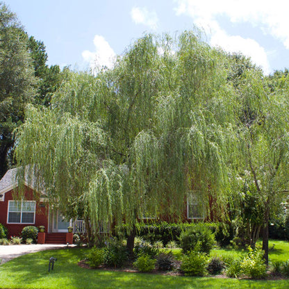 Weeping Willow 5-6'