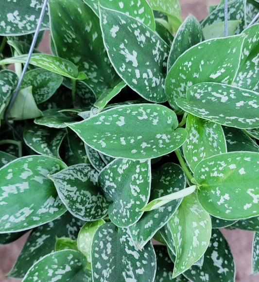 Scindapsus Pictus Argyraeus ‘Silver Satin Pothos’ - Live Indoor Plants in 4" Pot, Elegant Houseplants for Home Decor | Plants Live Houseplants by 3exoticgreen