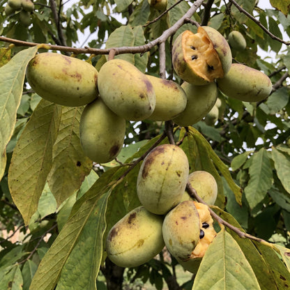 Paw Paw Tree Live Plant 6–12″ Tall, Hardy Paw Paw Plant, Sweet Pawpaw Tree for Outdoor or Container Growing