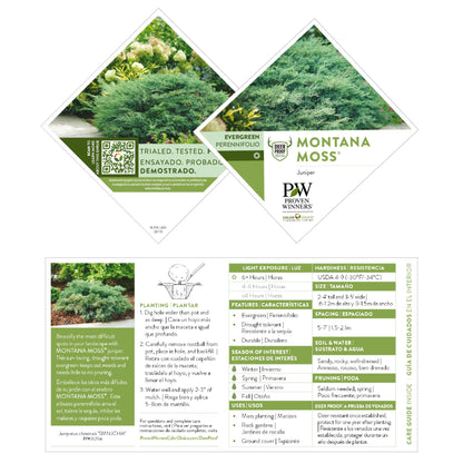 Proven Winners Montana Moss Juniper (Juniperus chinensis) Live Plant, 4.5" Qt