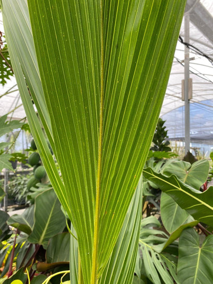Green Malayan Coconut Palm Tree - Tropical Cocos Nucifera, Low Maintenance Live Exotic Palm for Indoor & Outdoor Spaces, Air-Purifying, Drought-Tolerant Ornamental Accent Plant (2gal Pot, 2-3ft)