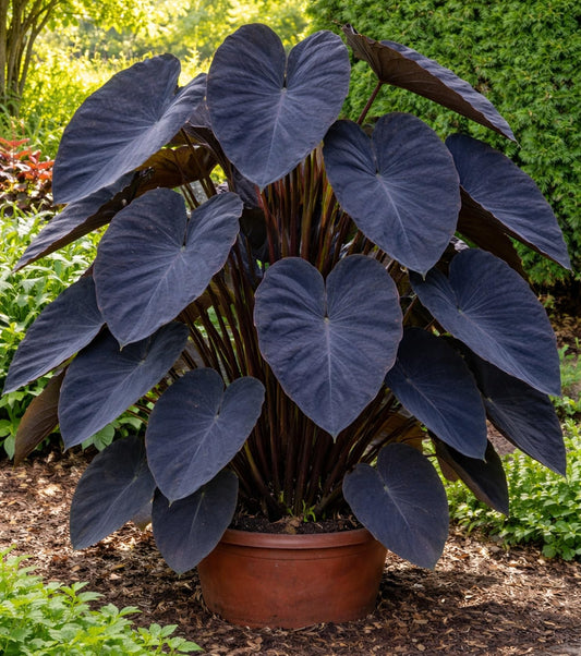 Black Magic Elephant Ear Bulb (Colocasia ‘Black Magic’) Live Plant – Dark Colored Foliage, Tropical Statement Plant for Garden or Patio (3 Bulbs)