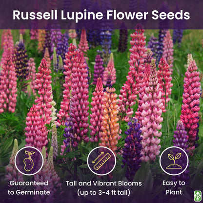 Marde Ross & Company Russell Lupine Seeds Perennial - Grows 40" Tall - Perennial Wildflowers for Winter & Fall Planting - Grown in the USA - 100 Mixed Russell Lupine Seeds