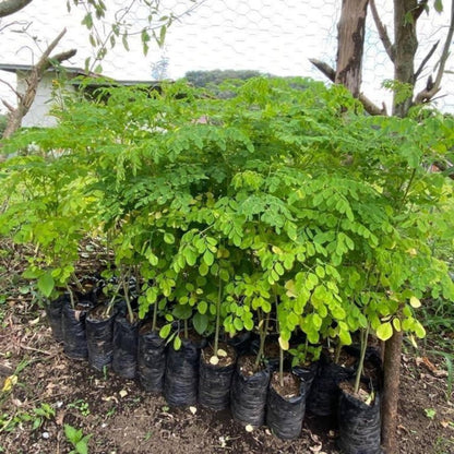Moringa Tree Live Plant in 4 Inc Pot, 6"-12" Malunggay Drumstick Trees, Horseradish Herb Moringa Plants, Deciduous Tree