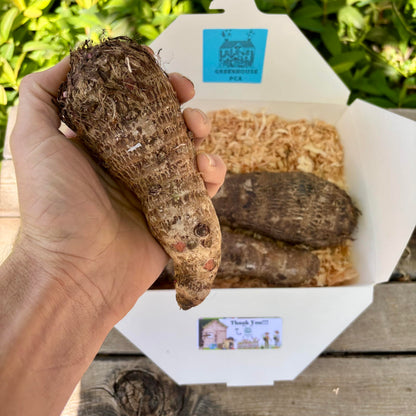 Live Bulbs Colocasia gigantea Thailand Giant Thai Giant Elephant Ear Huge Malanga Leaf (3 Bulbs) by Greenhouse PCA