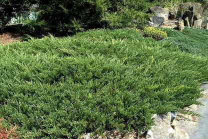 Juniper Andorra Compacta | 1 Live 4 Inch Pot | Juniperus horizontalis ‘Andorra Compacta’ | Low-Growing Evergreen Ground Cover | Drought-Tolerant Landscaping Plants