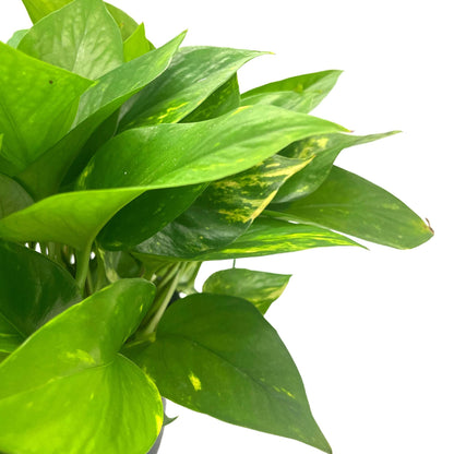 BubbleBlooms Golden Pothos, Variegated 6 inch Pothos, Epipremnum aureum, Devil's Ivy